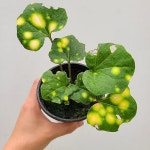 반딧불머위 1/ 동일품배송 - 공기정화식물(air purifying plants) - 2023 | 관엽 식물, 식물, 제라늄