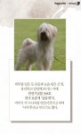 예쁜 강아지를 좋아하는 사람들이 늘어나며 삽살개라는 단어조차 입에 오르내리는 것도 드물어졌다. 하지만 삽살개는 우리나라 토종견으로... 