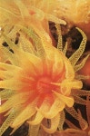 Coral - looks like a flower | 산호