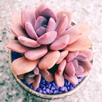 💜 보라다육🌵🌵 031.632.8305  경기 이천시 마장면 프리미엄아울렛로 8 월-토 09:30-19:00, 주일은 off succulent/cactus... 