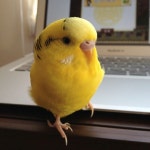 Budgie. I really want one for a pet but my parents cant let me have one unless we move to Florida where the temperature is warmer.... 