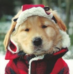 Golden Retriever in Tartan... All I want for Christmas | 강아지, 개, 동물