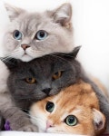 Three cats relaxing and cuddling  #threecats #cutecats #beautifulcats #aww | 아기 동물, 귀여운 고양이 사진, 귀여운 아기 동물