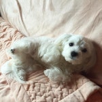 #멍스타그램 #멍스타 #멍 #멍멍이 #강아지 #반려견 #말티즈 #아이폰 #아이폰으로 #아이폰6 #iphone #ip… | Iphone 6 photography, Instagram... 