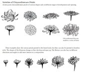 SUMI-E LAMINAS에 있는 MARIA PAZ TORRES FREIXINET님의 핀 | 국화, 장례식 SUMI-E   LAMINAS에 있는 MARIA PAZ TORRES FREIXINET님의 핀... 