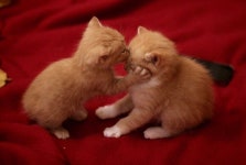 영숙 이 adlı kullanıcının 구르밍 panosundaki Pin | Cute kittens, Hayvan sözleri, Hayvan bebekler