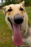 Happy Dog | 사랑은