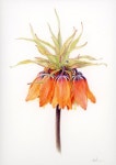 Flower Drawing Botanical Art Gift for her Gift by Eunsuhfineart | 색연필