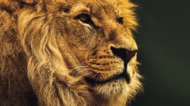 Wallpaper: http://desktoppapers.co/mu49-national-geographic-nature-animal-lion-yellow/ via http://DesktopPapers.co : mu49-national... 