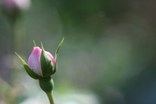 Pin by 김 정수 on 꽃 | Bud