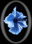 Blue Hibiscus in colored pencil on black paper.(이미지 포함) | 색연필, 수채화