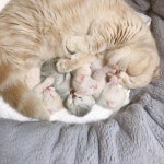 좋아요 3,289개, 댓글 42개 - Instagram의 김소현(@susan_kimm)님: #팀망태 🙌🏻 뽀시래기들 태어난지 열흘 됐다고 단체 그루밍함... 