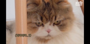 *ㅡ-@*에 있는 kh님의 핀