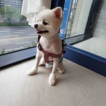 3mm 곰돌이얼굴컷. 우리 루이는 입질이 심했던 아이래요! 그런데  오늘은 으르렁도 없이 얼굴컷트 잘쳤어요! 고마벙ㅎㅎㅎ… | Dogs