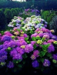 Hydrangeas | 정원 가꾸기, 수국 가든, 조경