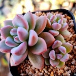 데미안1-415