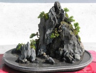 Unknown attribution(page in Vietnamese) Hòn Non Bộ (Vietnamese miniature landscape) vivarium/terrarium inspiration | 식물, 정원... 