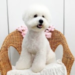 #트리밍매직 #비숑미용 #비숑스포팅 #가위컷 #광교애견미용 #광교애견스파 #오픈형미용실 #오픈애견미용실 #광교호수공원... 