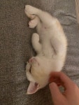 우리집 고냥이 | 고양이