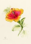 Flowers Gallery — Botanical Artist & Illustrator, Learn to draw Art Books, Art Supplies, Workshops | 색연필