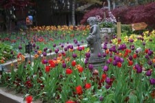 허브나라농원, 5월, 튜울립 가득한 셰익스피어가든 #Herbnara_Shakespeare_garden