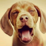 애견샵에 있는 kyung in jung님의 핀