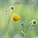 ★인생 그리고 사랑★   묻지마라 인생에 정답이 있느냐  묻지마라 사랑에 정답이 있느냐  어떻게 사는 게 정답인지 어떤 사랑이 정답인지  맞고... 