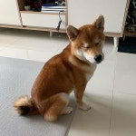 한달만에 목욕  이제 명절마다 씻자   한달만에 목욕  이제 명절마다 씻자 | Corgi, Dogs, Animals
