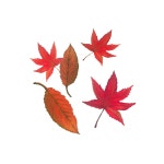 땡스아트 오일파스텔 단풍 가을 oilpastel illustration autumn maple | 오일 파스텔 그림, 단풍, 그림