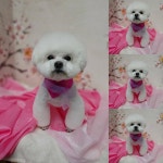 눈 둥그레 호빵아 괜챤아 해치지 않오ㅋ . . . . . #넘버원트리머 모든 아이들에게 #오존수 사용 피부케어 하고있… | Pet groomers, Teddy bear, Teddy