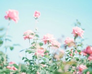 Garden | 꽃