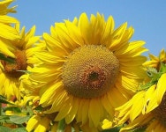 sunflowers~here there everywhere .. X ღɱɧღ | 해바라기 그림, 해바라기, 그림
