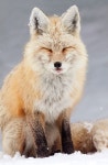 Red Fox by Jess Findlay. | 북극여우, 붉은여우, 야생 동물