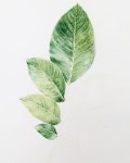 Painting(ภาพวาด)에 있는 핀
