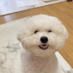 내 새끼 햄보케? | Funny animals