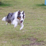 오늘 비가 온다는 소식에 어제 퇴근후 부랴부랴 달려간 #포천 #애견카페 #딩가댕가 @dingga_dangga  #단테리 둘다 완전 잘 뛰어놀아서 뿌듯... 