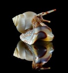 Antique 빈티지에 있는 임춘근 springroot55님의 핀 | 빈티지