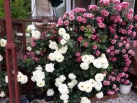 My  garden  나의정원에 있는 ok hwa jang님의 핀