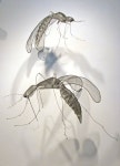 JANET  BROME - | 모기