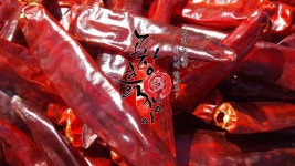 농산물직거래 고창흙쟁이 해풍고추 . . #고추 #100% #해풍태양초고추 #태양초고추 #태양초 #건고추 #건고추가격 #태양초고추가루 #태양초고추장... 