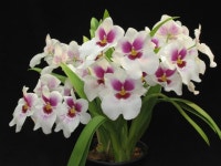 How To Rebloom Orchids - Amaze Vege Garden | 아름다운 꽃, 꽃, 아름다운