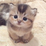Outstanding... Cute Kittens For Sale #twitter | 티컵 강아지, 귀여운 아기 동물, 귀여운 아기 고양이