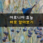 아로니아 효능 | 건강, 피부미용