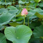 연꽃  #힐링#연꽃#민박#게스트하우스#제주외할망네#제주도#김녕#김녕독채#제주독채#김녕숙소#제주여행#제주풍경... 