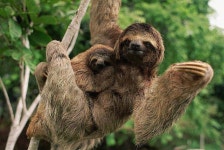 나무늘보에 있는 animal king님의 핀 | 나무늘보