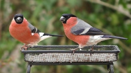 고양이를위한 비디오 🐱 내 정원에있는 새들 🐦 | Pets