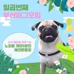이번주는 제발 비오지말아라ㅠㅠㅠ!!🙏 . . .  꿀이 꿀스타그램 퍼그 pug puglife mops 퍼그램 퍼그스타그램 멍스타그램 dog... 