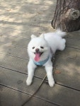 금오산 올레길 정상 풍경과 포메. | 반려동물 갤러리 | 루리웹 모바일 | 갤러리