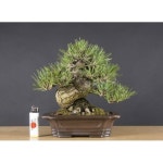 Pin oleh Choi Jongeon di 분재 (Dengan gambar) | Pinus