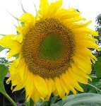 바람에 흩날려도 | Sunflower, Flowers, Plants